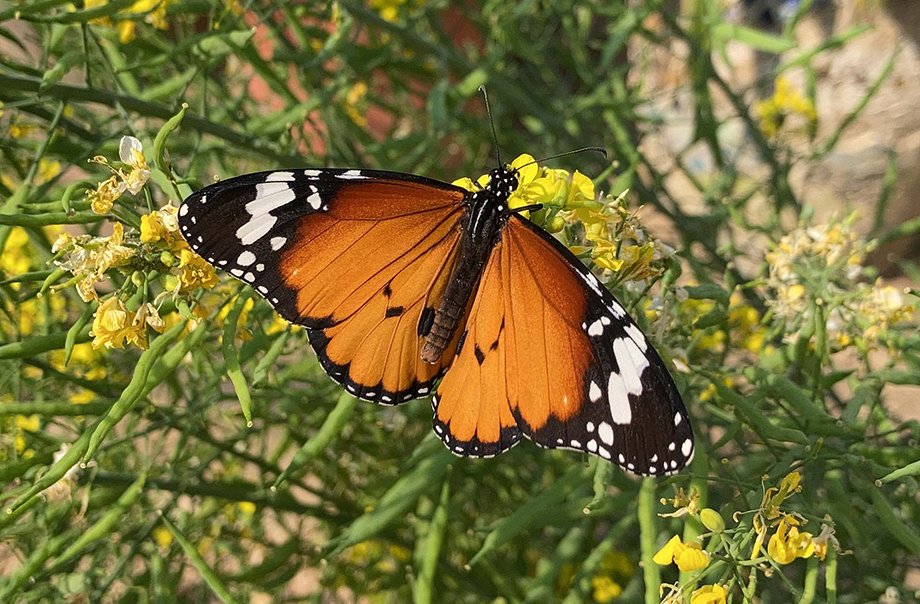 校園的蝴蝶-金斑蝶 (拍攝於環保園)